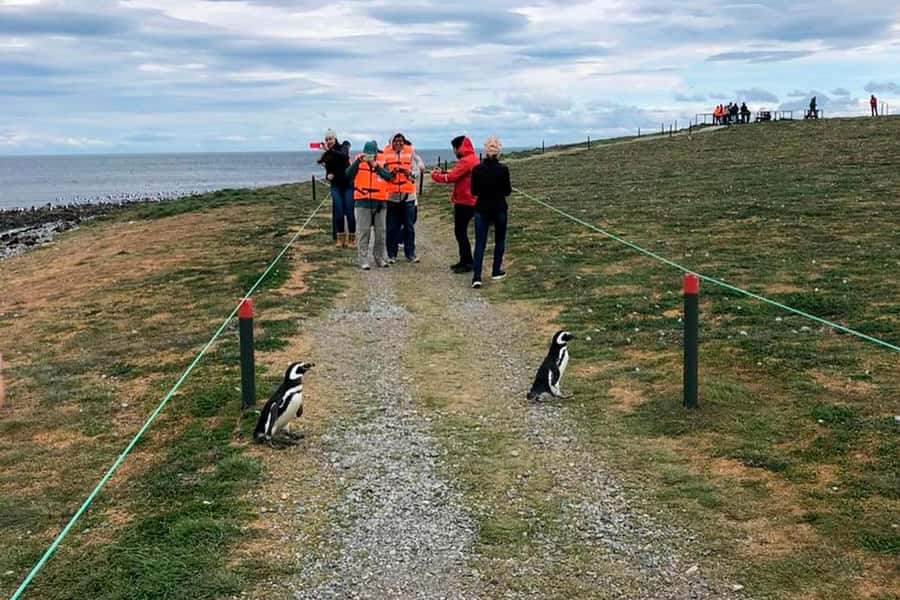 Magdalena Island: Walk with the penguins - Why Magdalena Island is worth the boat ride