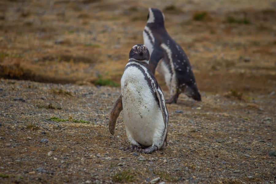 Magdalena Island: Walk with the penguins - Walking the 800-meter island trail