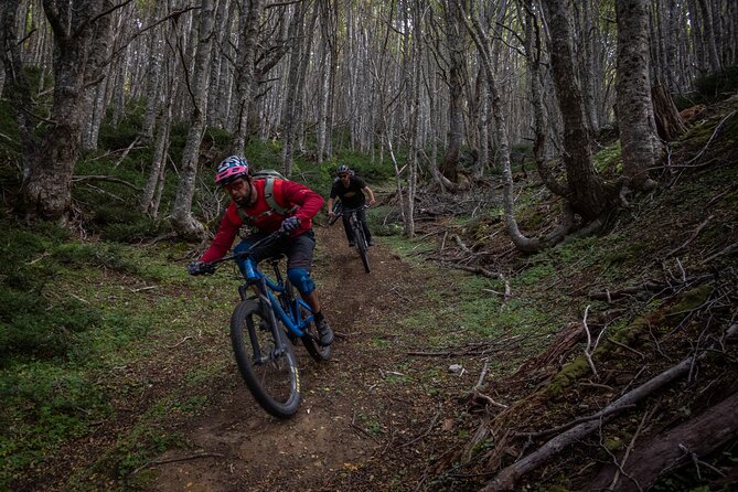 Mountain Bike Adventure in Punta Arenas - Three hours among the lengas and coigues