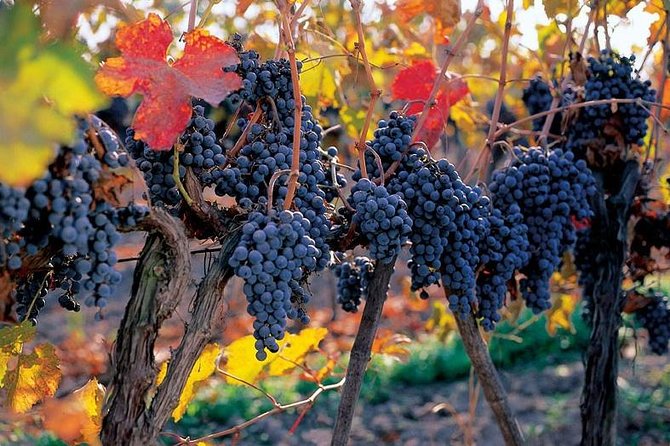 New Experience Concha y Toro Winery Tour from Santiago - Walking through the 22-hectare centennial park