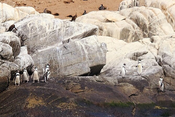 Penguin Watching Navigation Cachagua Lunch From STGO Private Tour - From Santiago to the Pacific coast