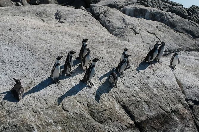 Penguin Watching Navigation Cachagua Lunch From STGO Private Tour - Valparaíso through Plaza Sotomayor