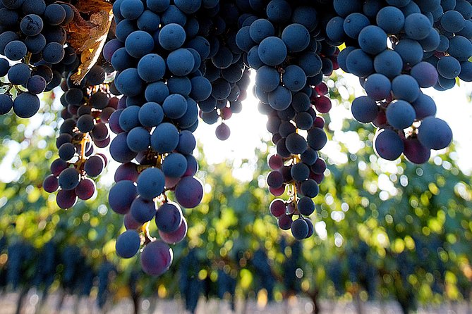"Premium Wine Tour" Viña Cousiño Macul Official english - Walking through the vines and historical cellars