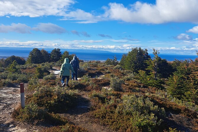 Private Patagonian Forest Hike in Punta Arenas: 4 Hour - A forest day beyond Punta Arenas