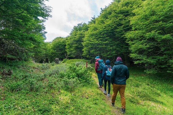 Private Patagonian Forest Hike in Punta Arenas: 4 Hour - My take: a personal nature day with modest scenery