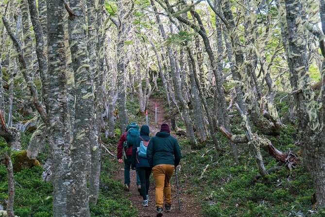 Private Patagonian Forest Hike in Punta Arenas: 4 Hour - Lunch, snacks, and the practical extras