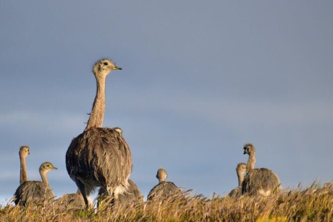 Private Torres del Paine & Milodon, departing from Punta Arenas - Laguna Amarga and the eastern side of the park