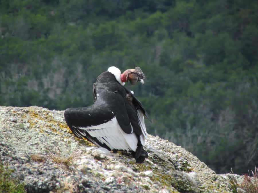 Puerto Natales: Cerro Benitez Half-Day Hike with Condors - Key points at a glance
