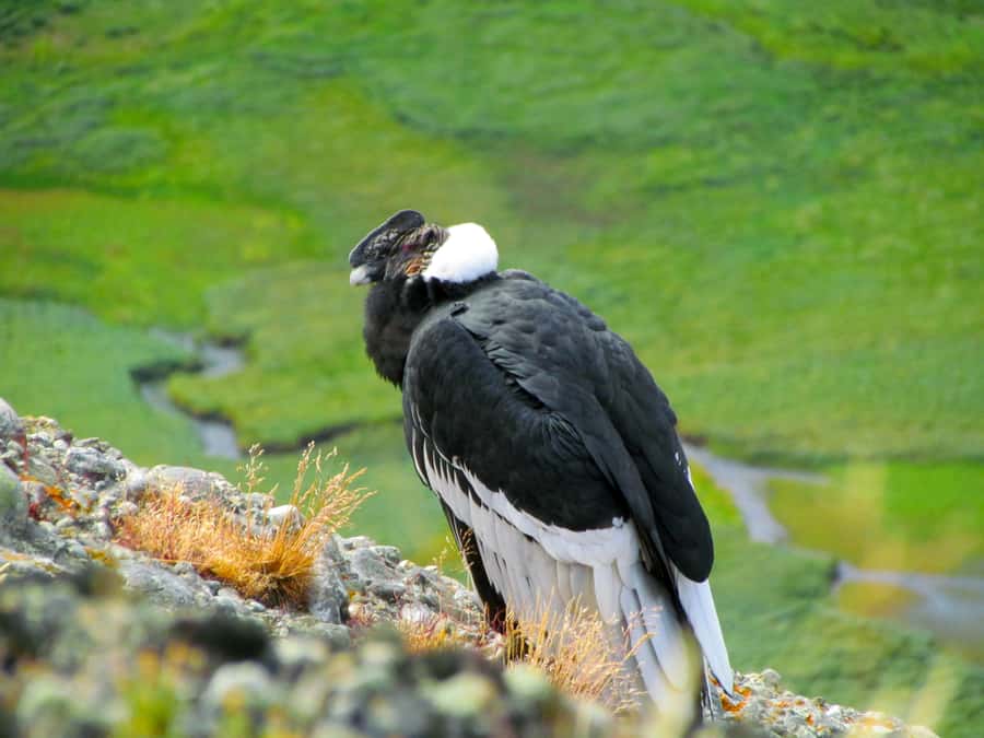 Puerto Natales: Cerro Benitez Half-Day Hike with Condors - Why Cerro Benitez is a smart half-day choice