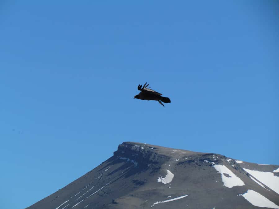 Puerto Natales: Cerro Benitez Half-Day Hike with Condors - Looking for condors above the ridges