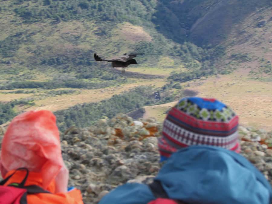 Puerto Natales: Cerro Benitez Half-Day Hike with Condors - How the private format affects value