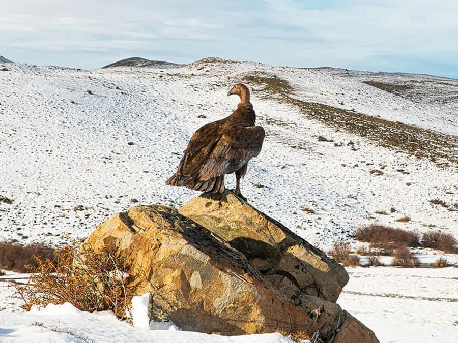 Puerto Natales: Full-Day Torres del Paine Tour - How the $83 price works out