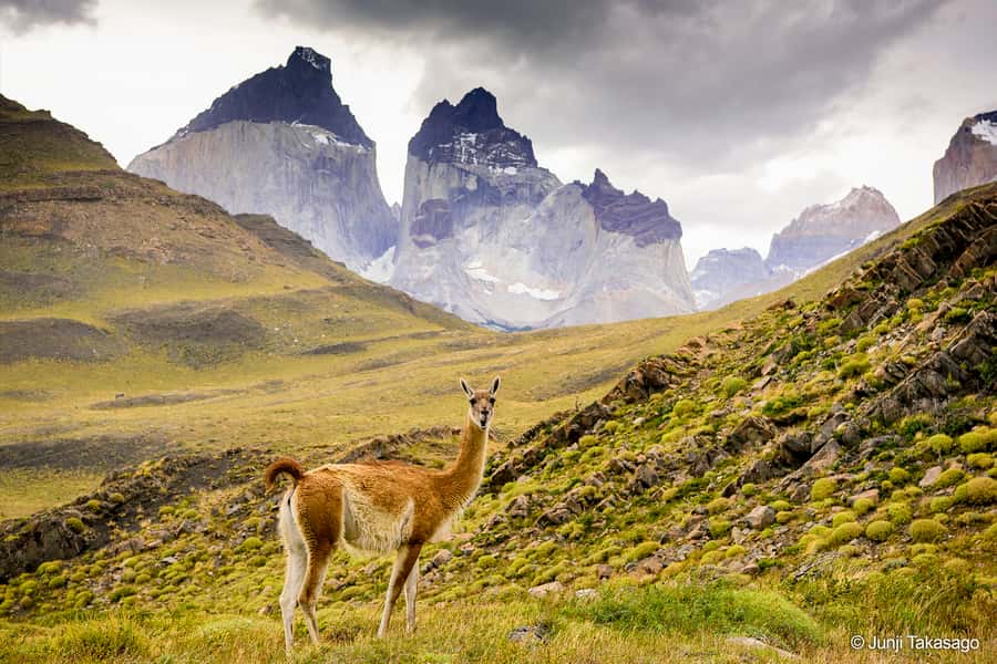 Puerto Natales: Full day tour Torres del Paine National Park - Grey Lake and the shore walk