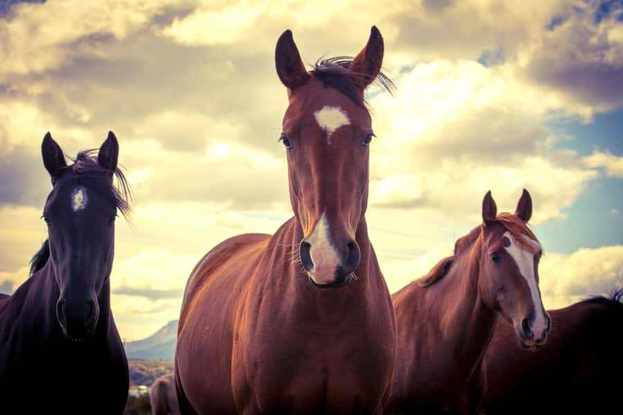 Puerto Natales: Traditional Horseback Riding Experience - What the snack adds to the experience