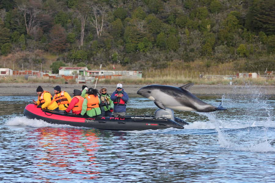 Punta Arenas: Austral Dolphin & Wildlife Watching Boat Tour - Key points before you book