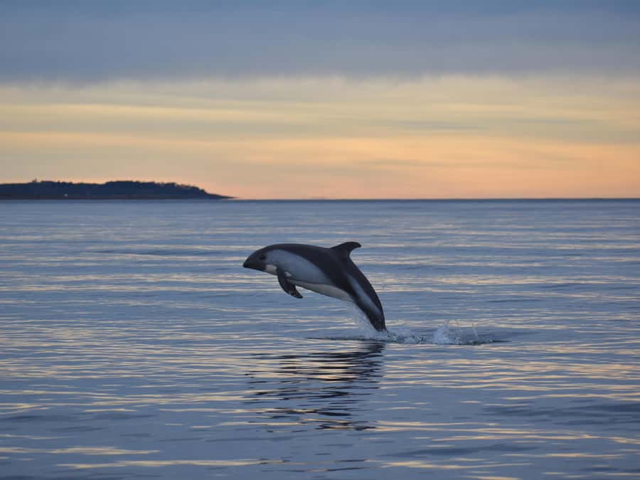 Punta Arenas: Austral Dolphin & Wildlife Watching Boat Tour - A close look at Bahía Agua Fresca wildlife