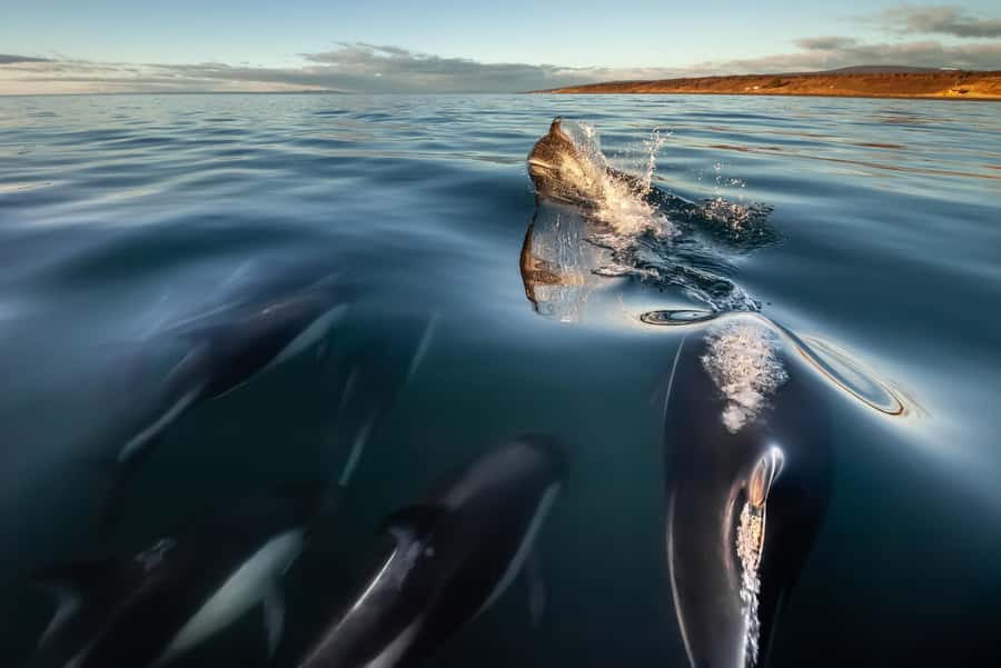 Punta Arenas: Austral Dolphin & Wildlife Watching Boat Tour - What the Zodiac ride is really like