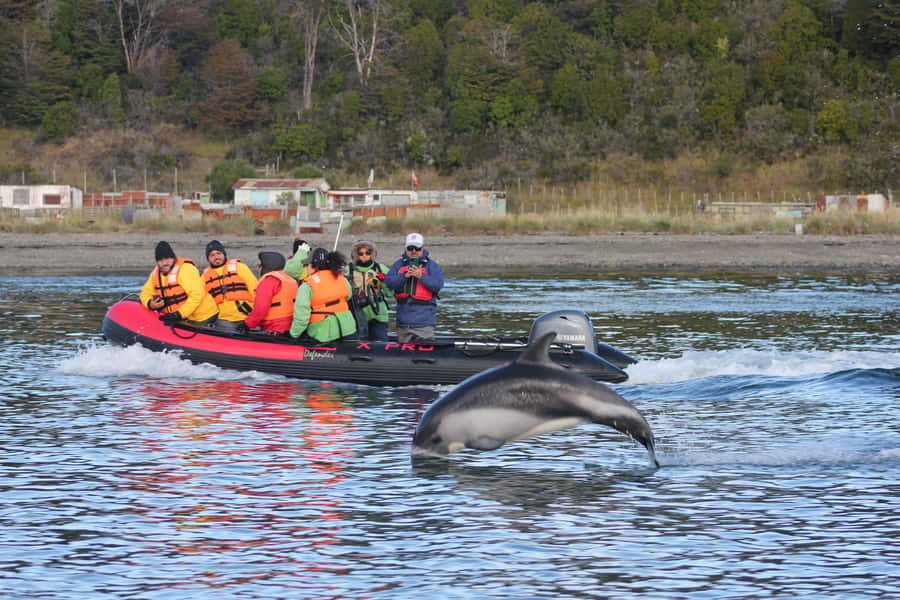 Punta Arenas: Austral Dolphin & Wildlife Watching Boat Tour - Dolphins, birds, penguins, and the chance of a whale