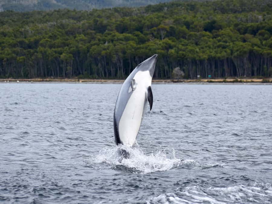 Punta Arenas: Austral Dolphin & Wildlife Watching Boat Tour - A small group makes a real difference