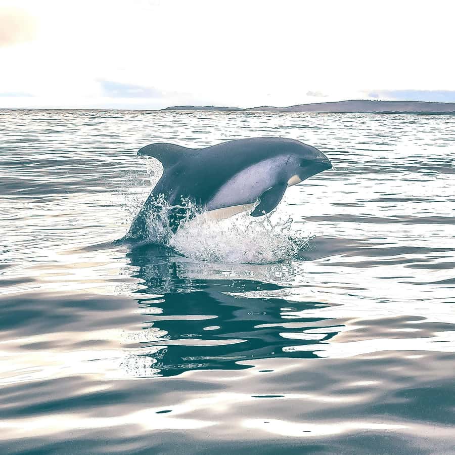 Punta Arenas: Austral Dolphin & Wildlife Watching Boat Tour - Snacks, hot tea, and the practical comforts