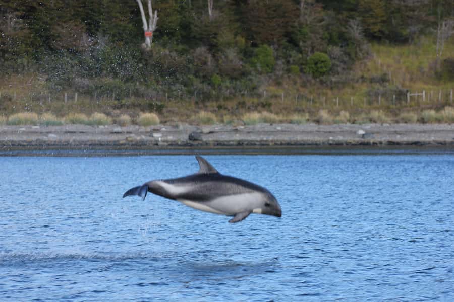 Punta Arenas: Austral Dolphin & Wildlife Watching Boat Tour - Weather rules and schedule flexibility