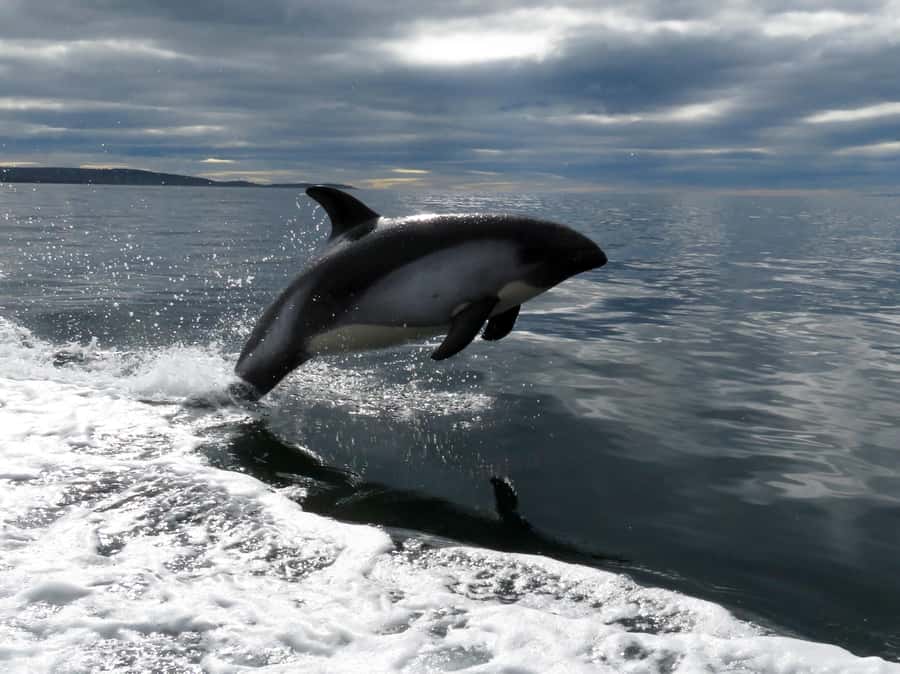 Punta Arenas: Austral Dolphin & Wildlife Watching Boat Tour - Who will enjoy this trip most?