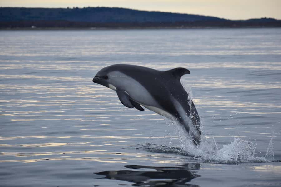 Punta Arenas: Austral Dolphin & Wildlife Watching Boat Tour - The early ride south from Punta Arenas