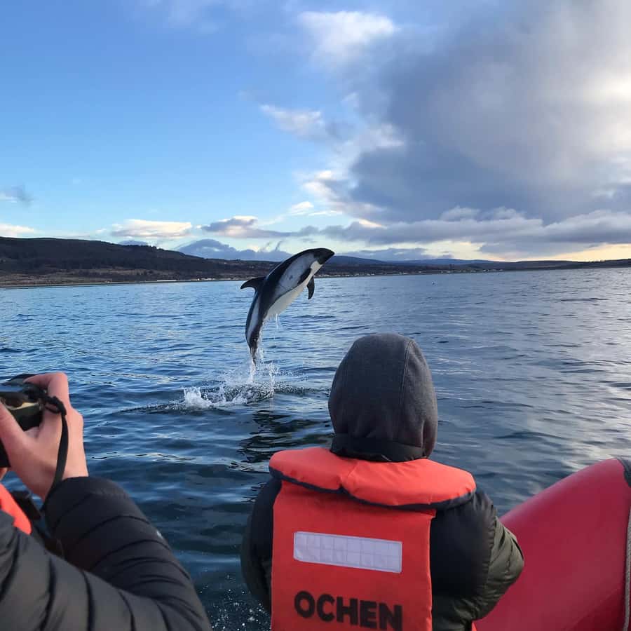 Punta Arenas: Dolphin & Wildlife Watching - Searching for southern dolphins at Agua Fresca