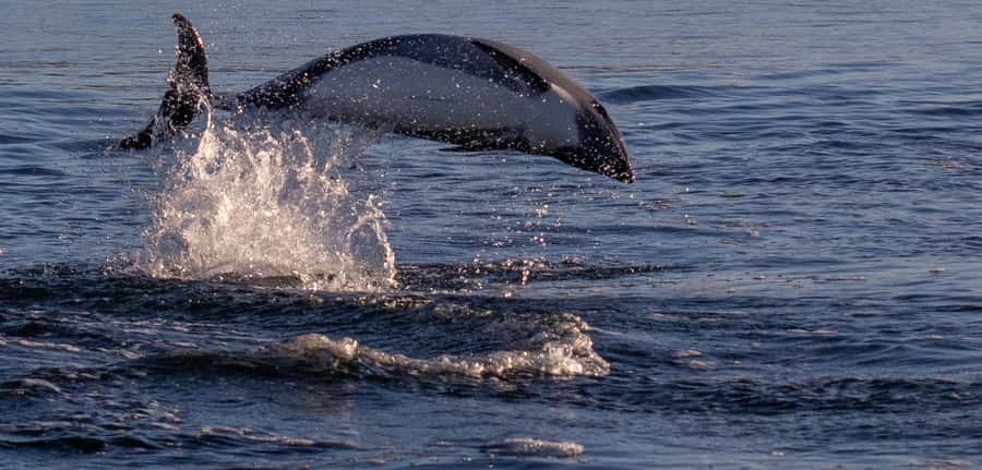 Punta Arenas: Dolphin & Wildlife Watching - What a small boat means on the Strait of Magellan