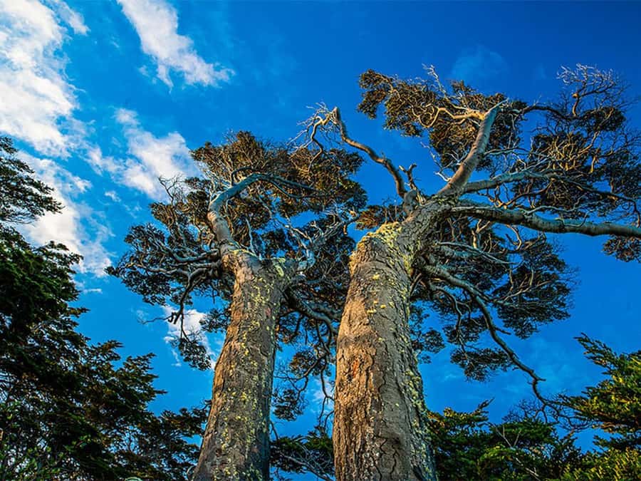 Punta Arenas: Fort Bulnes Historical Tour - Price and what the $46 covers