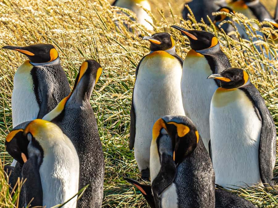 Punta Arenas: Full Day Tierra del Fuego & King Penguins - Why the King Penguin trip is worth the long day