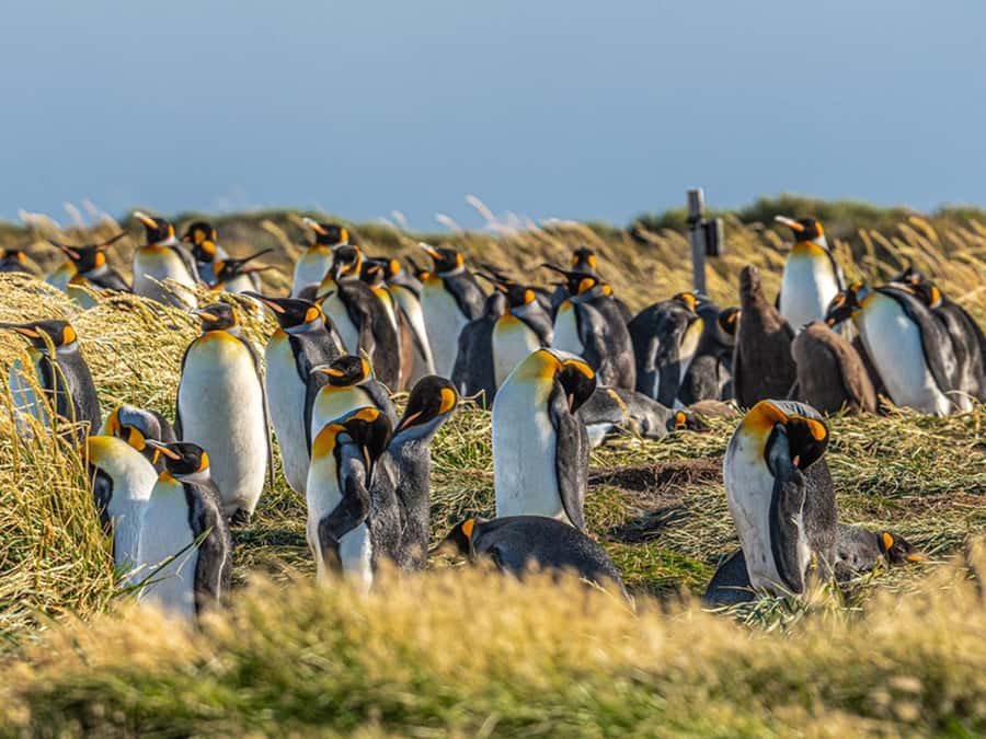Punta Arenas: Full Day Tierra del Fuego & King Penguins - The long van ride through Tierra del Fuego