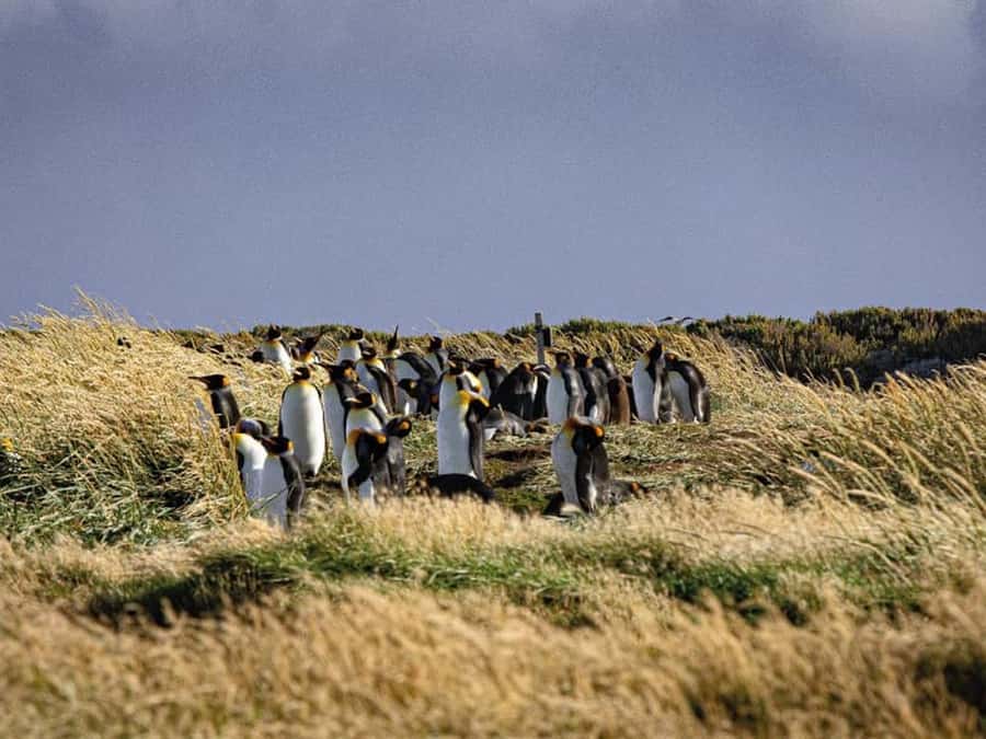 Punta Arenas: Full Day Tierra del Fuego & King Penguins - The early pickup and the ferry across the Strait of Magellan