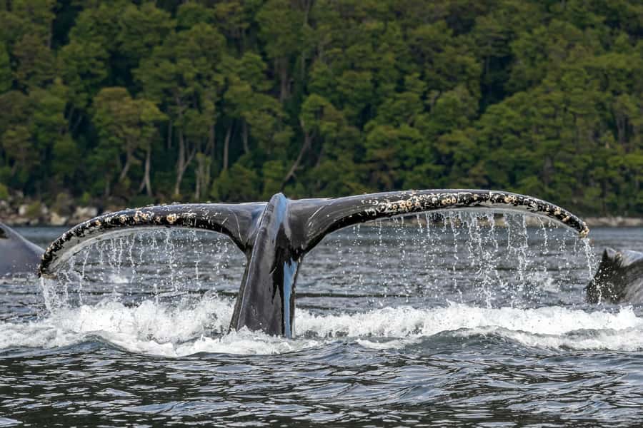 Punta Arenas: Full-Day Whales, Penguins, and Glaciers Tour - The first Strait of Magellan crossing