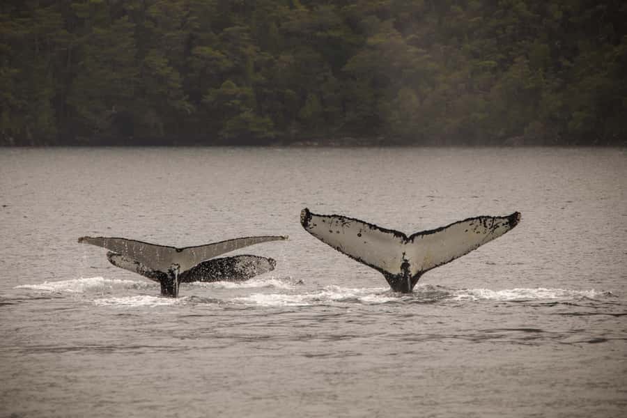 Punta Arenas: Full-Day Whales, Penguins, and Glaciers Tour - Cape Froward and the far southern channels