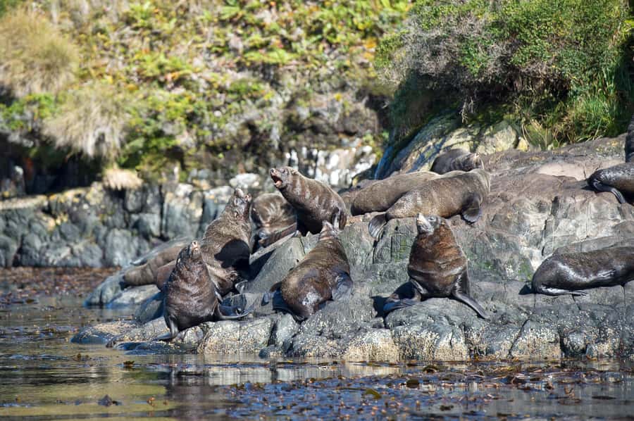Punta Arenas: Full-Day Whales, Penguins, and Glaciers Tour - The long return through the Strait