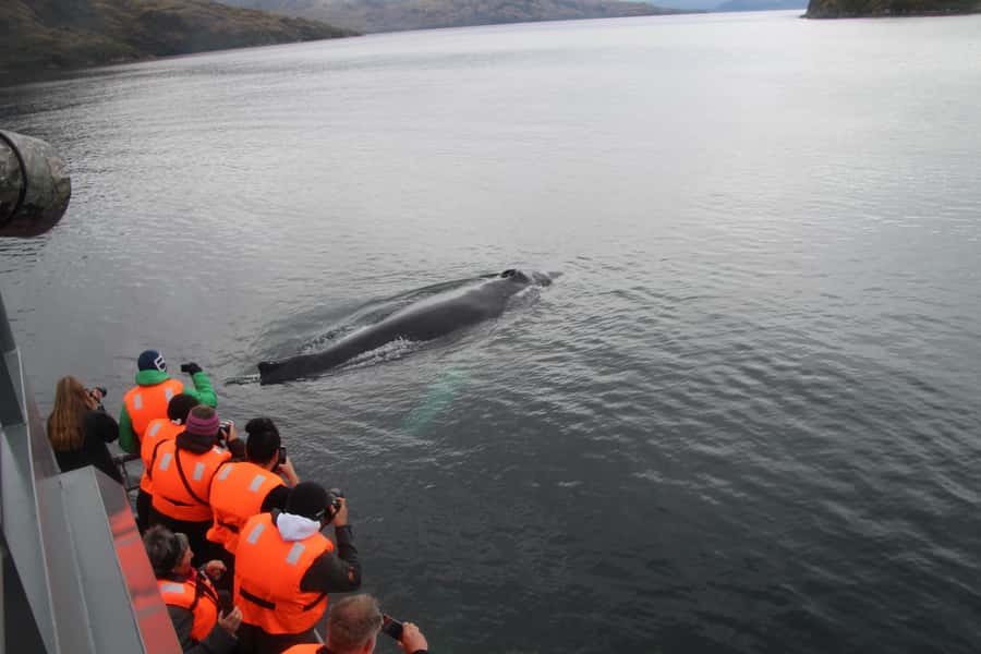 Punta Arenas: Full-Day Whales, Penguins, and Glaciers Tour - What $365 really buys you