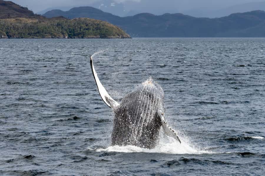 Punta Arenas: Full-Day Whales, Penguins, and Glaciers Tour - Leaving Punta Arenas before sunrise