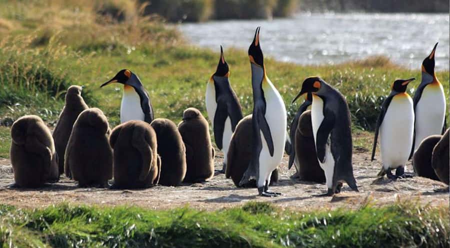 Punta Arenas: King Penguin Park and Tierra del Fuego Trip - Why this penguin trip takes all day