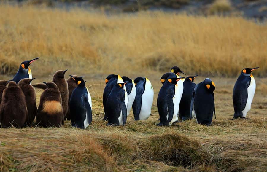 Punta Arenas: King Penguin Park and Tierra del Fuego Trip - Meeting the king penguins at Bahía Inútil