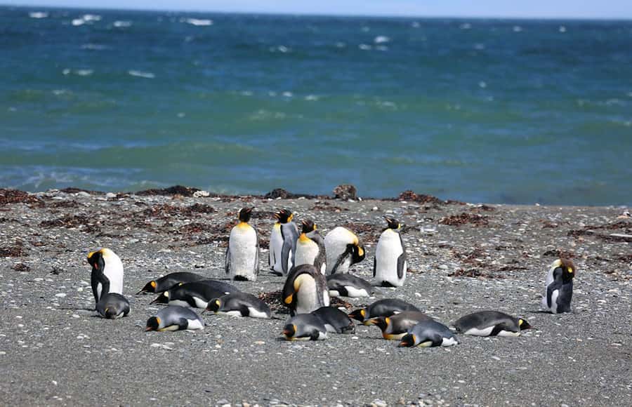 Punta Arenas: King Penguin Park and Tierra del Fuego Trip - Cerro Sombrero, an oil town in the south