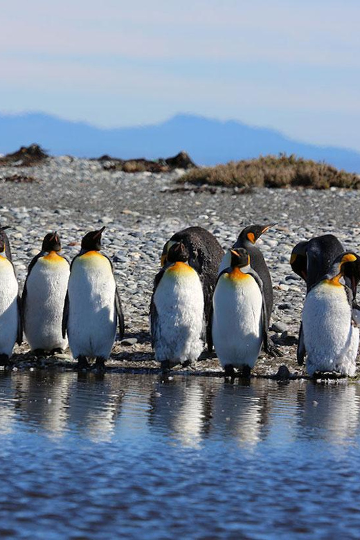 Punta Arenas: King Penguin Park and Tierra del Fuego Trip - The van, group size, and guide service
