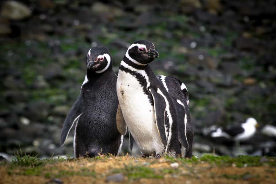 Punta Arenas: Magdalena Island Navigation & Penguin Walk - Choosing between the 7 AM, 10 AM, and 1:30 PM departures