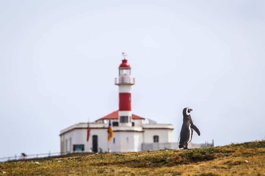 Punta Arenas: Magdalena Island Navigation & Penguin Walk - Walking beside the Magellanic penguin colony