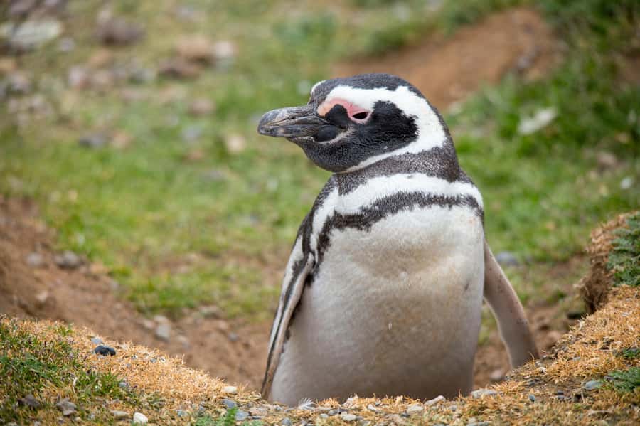 Punta Arenas: Magdalena Island Navigation & Penguin Walk - Clothing, food, and simple preparation
