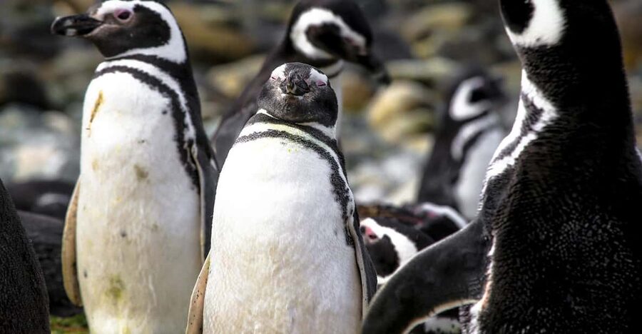 Punta Arenas: Magdalena Island Navigation & Penguin Walk - Should you book the Magdalena Island tour?