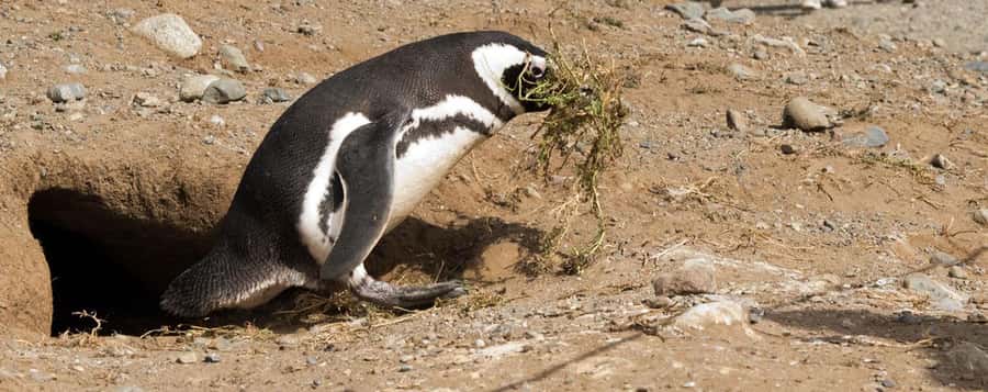 Punta Arenas: Magdalena Island Navigation & Penguin Walk - FAQ