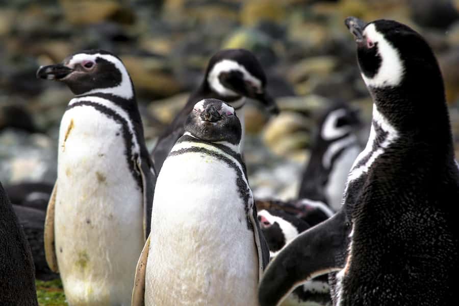 Punta Arenas: Magdalena Island Navigation & Penguin Walk - What the five-hour outing feels like