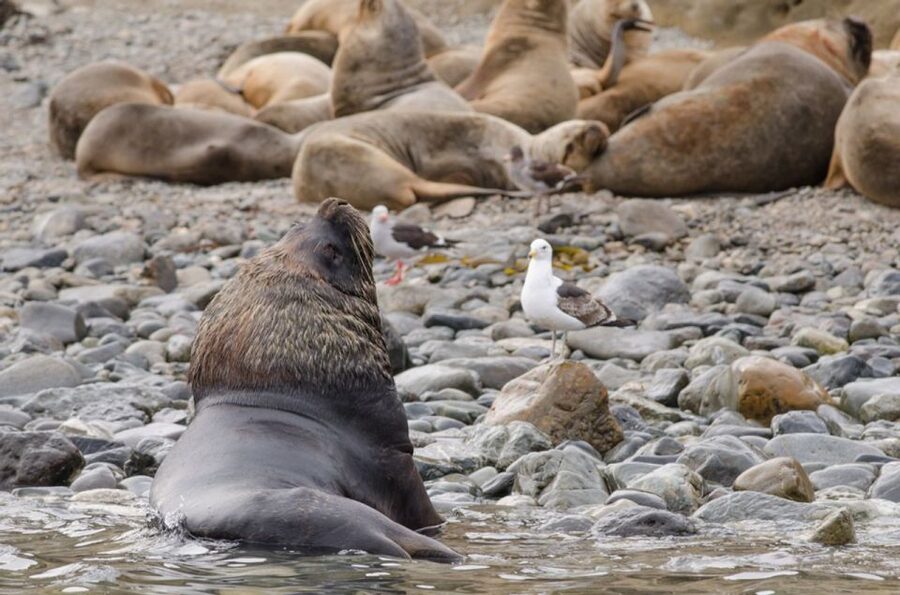Punta Arenas: Walk with Penguins on Magdalena & Marta Island - Should you book it?