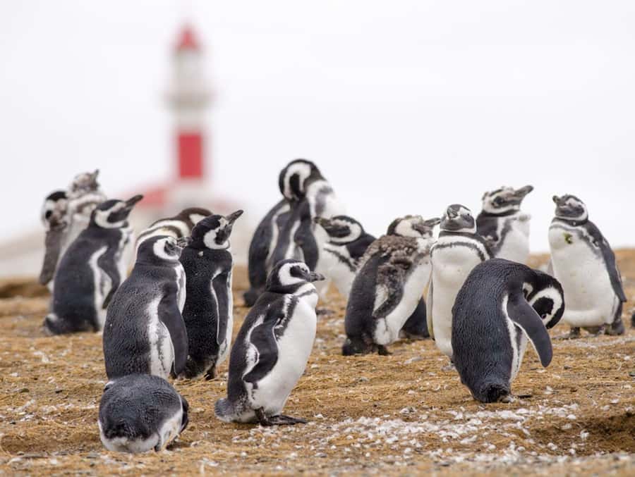 Punta Arenas: Walk with Penguins on Magdalena & Marta Island - Why Magdalena Island is the main event